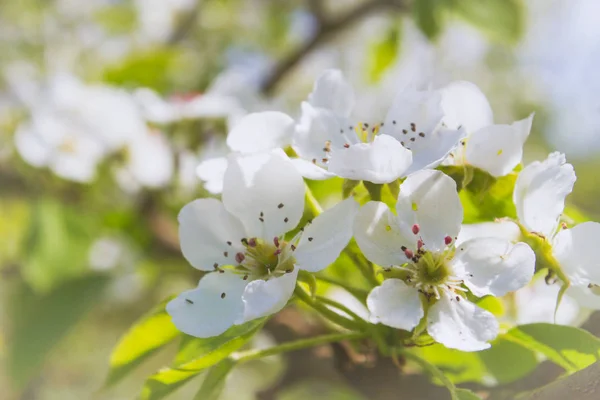 春の終わりの白梨の木の花を開花 — ストック写真