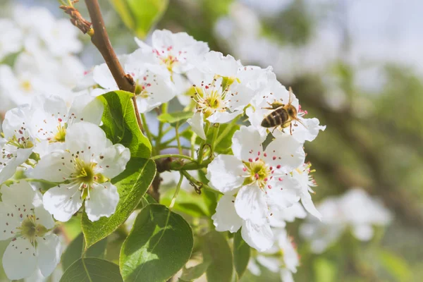 ミツバチは、後期スプリで梨の木の白い花から蜜を収集します — ストック写真
