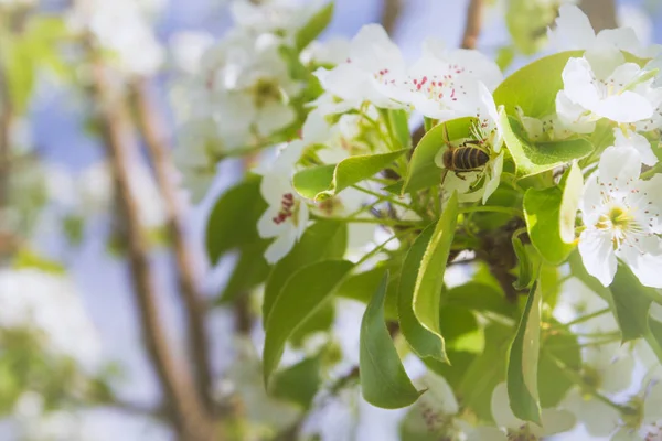 ミツバチは、後期スプリで梨の木の白い花から蜜を収集します — ストック写真