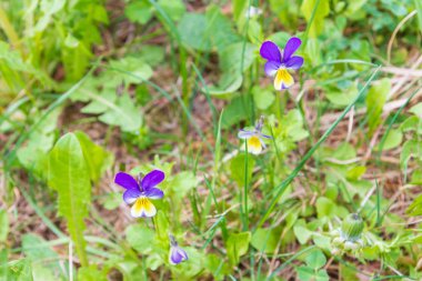 Çimerken erken ilkbaharda küçük leylak çiçekleri