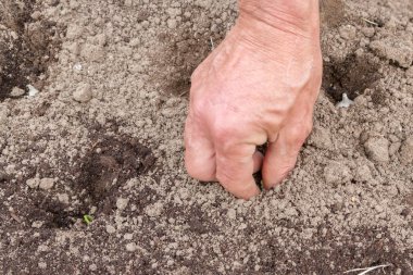 Ülkede ilkbaharda ampul dikimi
