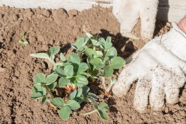 Yaşlı bir adam spr bahçede çilek nakli
