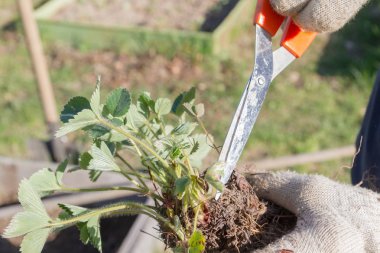 Yaşlı bir adam spr bahçede çilek nakli