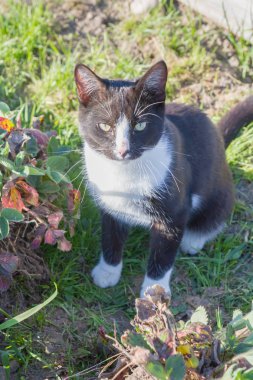 Ev genç bir siyah ve beyaz kedi ülke bahçesinde yürür
