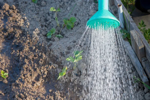 Sulama kutuları ile bahçede sulama yatakları