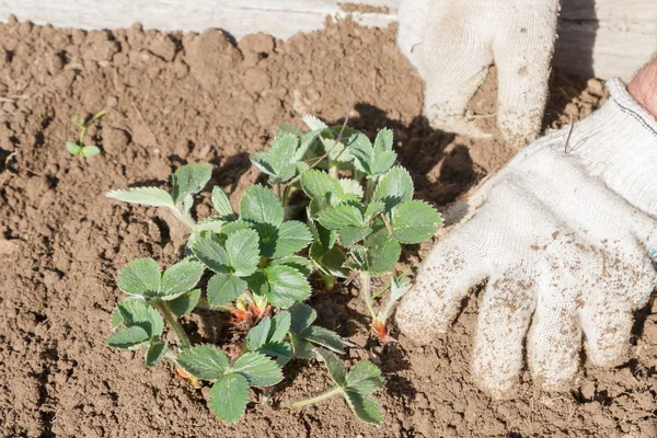 Yaşlı bir adam spr bahçede çilek nakli