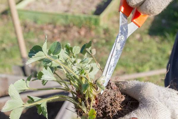 Yaşlı bir adam spr bahçede çilek nakli