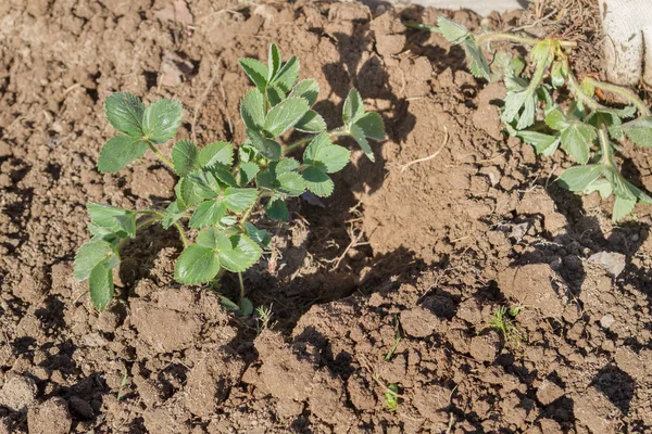 Yaşlı bir adam spr bahçede çilek nakli