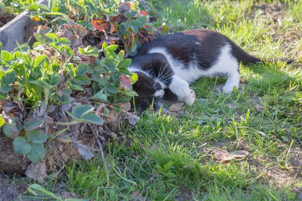 Zuhause spaziert eine junge schwarz-weiße Katze durch den Hof — Stockfoto