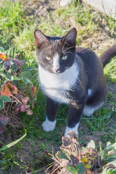 Ev genç bir siyah ve beyaz kedi ülke bahçesinde yürür