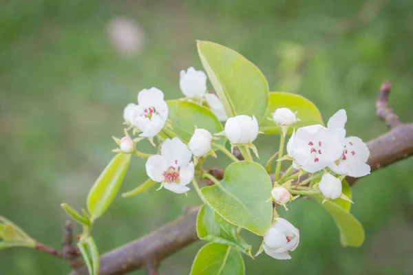 春の終わりの白梨の木の花を開花 — ストック写真