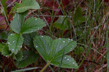 Yağmurdan sonra yeşil bahar yaprakları üzerinde Çiy damla