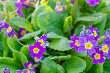 Bahçe çiçekleri mor çuha çiçeği bahçede ilkbaharda yetişir