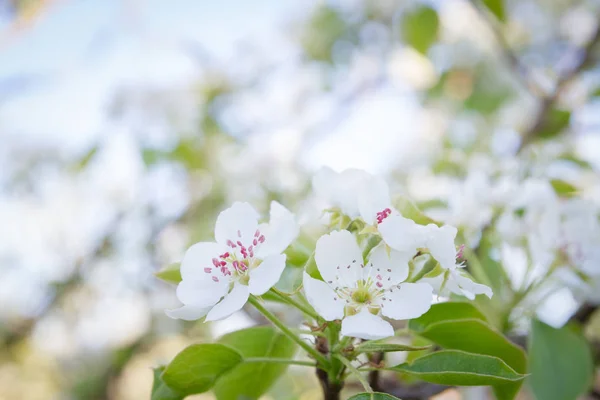Geç baharda çiçekli Beyaz armut ağacı çiçekleri — Stok fotoğraf