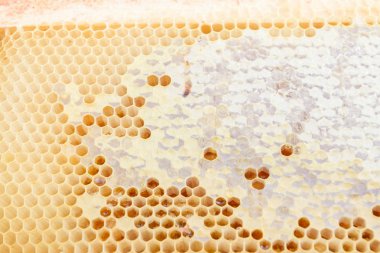 Mumdan bal arı evlerine sarı petekler