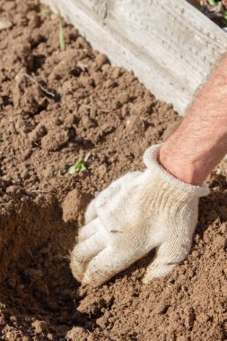 Yaşlı bir adam spr bahçede çilek nakli