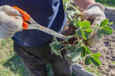 Yaşlı bir adam spr bahçede çilek nakli