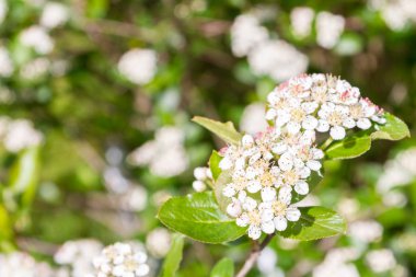 Erken yaz beyaz çiçekler içinde Blooms Bush siyah chokeberry