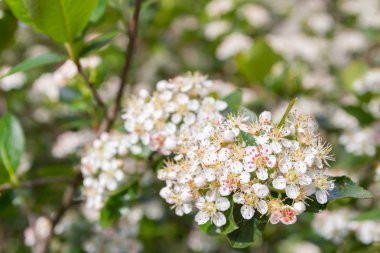 Erken yaz beyaz çiçekler içinde Blooms Bush siyah chokeberry