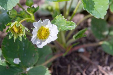 Erken yaz aylarında bahçede çilek çiçek
