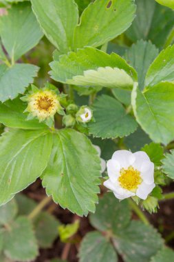 Erken yaz aylarında bahçede çilek çiçek
