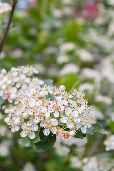 Blooms Bush black chokeberry in early summer white flowers — Stock Photo, Image