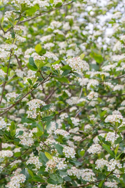 Kvete Bushovi v raných letních bílých květinách — Stock fotografie