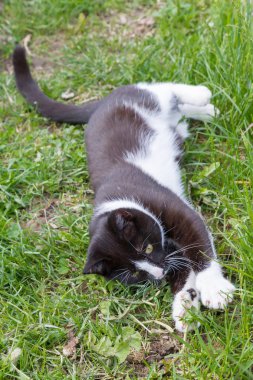 Ev genç bir siyah ve beyaz kedi ülke bahçesinde yürür