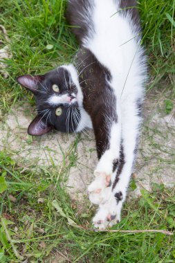 Ev genç bir siyah ve beyaz kedi ülke bahçesinde yürür