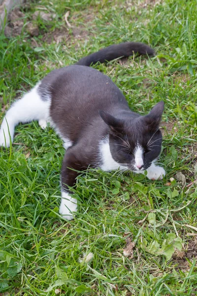 Ev genç bir siyah ve beyaz kedi ülke bahçesinde yürür — Stok fotoğraf