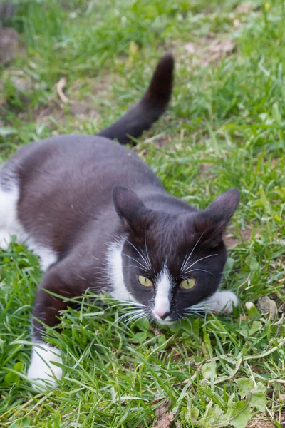 Casa um jovem gato preto e branco caminha no quintal do país — Fotografia de Stock