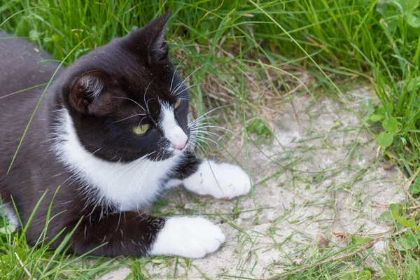 Home een jonge zwarte en witte kat wandelingen in de landelijke werf — Stockfoto