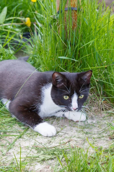 Ev genç bir siyah ve beyaz kedi ülke bahçesinde yürür — Stok fotoğraf