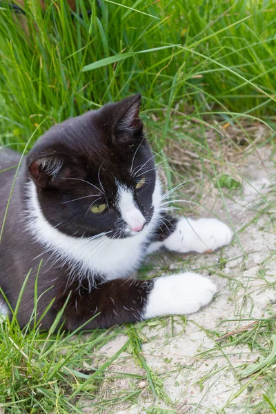 Home een jonge zwarte en witte kat wandelingen in de landelijke werf — Stockfoto