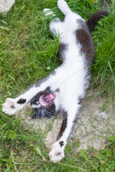 Casa un giovane gatto in bianco e nero passeggiate nel cortile di campagna — Foto Stock