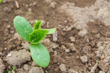 Sümer içinde sera fidanları salatalık filiz lahanası