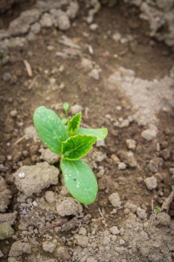Sümer içinde sera fidanları salatalık filiz lahanası