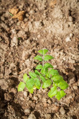 Sümer içinde sera fidanları salatalık filiz lahanası