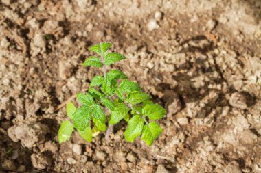 Sümer içinde sera fidanları salatalık filiz lahanası