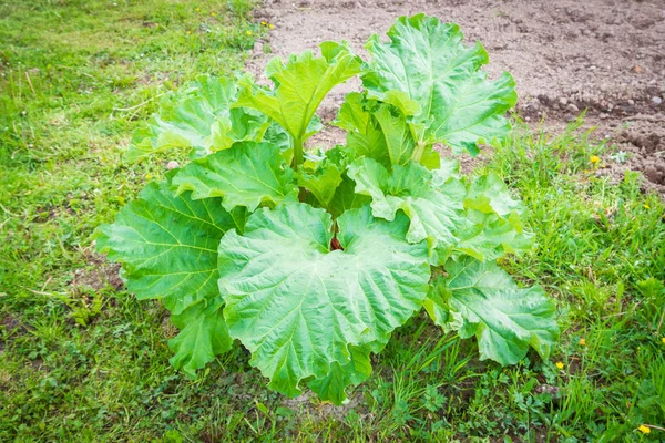 Large rhubarb leaves grow in the garden in early summer — Stock Photo, Image