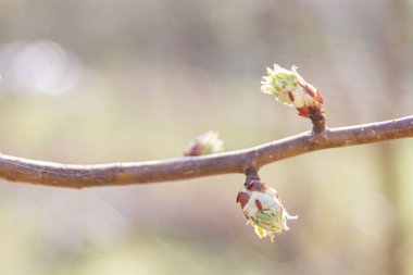Erken ilkbaharda, ağaçlardaki yeşil yapraklar olgun b çiçek