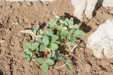 Yaşlı bir adam spr bahçede çilek nakli