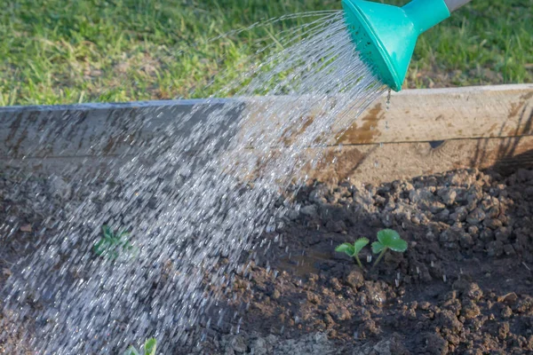 Watering beds in the garden with watering cans