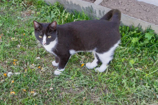 Inicio un joven gato blanco y negro camina en el patio del campo — Foto de Stock