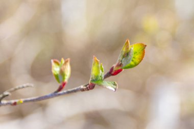 Erken ilkbaharda, ağaçlardaki yeşil yapraklar olgun b çiçek