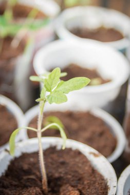 Erken baharda bir cam içinde spyönlendirilmiş genç fide