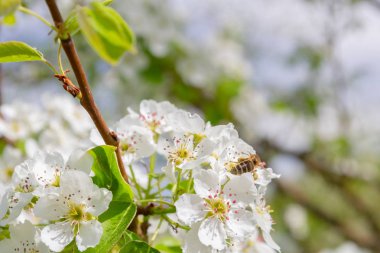 Arı geç spri armut ağacının beyaz çiçekleri nektar toplar