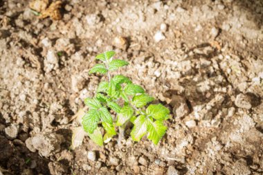 Sümer içinde sera fidanları salatalık filiz lahanası