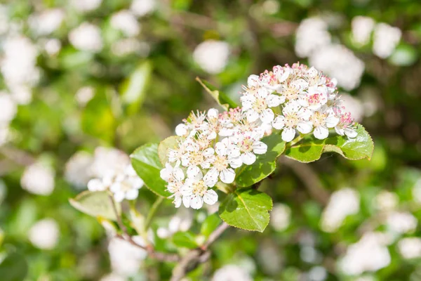 Blommar Bush svart Aronia i början av sommaren vita blommor — Stockfoto