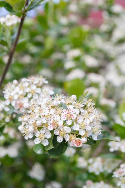 초여름 흰 꽃에 꽃 부시 블랙 초크베리 — 스톡 사진